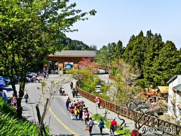 Sổ tay du lịch so tay du lich Sotaydulich Sotay Dulich Khampha Kham Pha Bui Ngam hoa anh Dao tren dinh Alishan o Dai Loan
