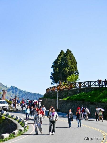 Sổ tay du lịch so tay du lich Sotaydulich Sotay Dulich Khampha Kham Pha Bui Ngam hoa anh Dao tren dinh Alishan o Dai Loan
