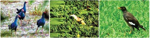  Sổ tay du lịch so tay du lich Sotaydulich Sotay Dulich Khampha Kham Pha Bui Xem chim o Dat Mui