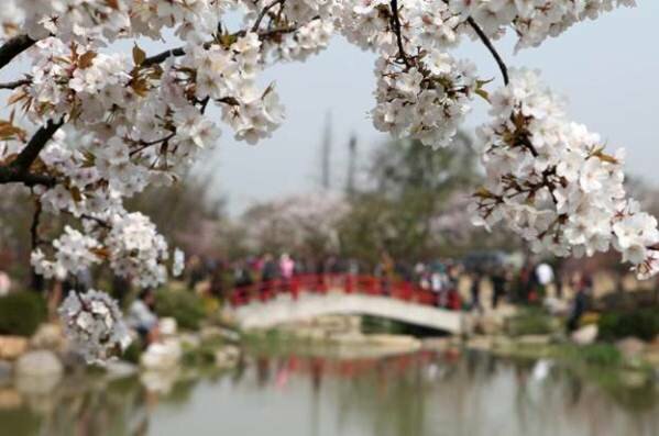 Sổ tay du lịch so tay du lich Sotaydulich Sotay Dulich Khampha Kham Pha Bui Thuong lam hoa anh dao tu dong sang tay