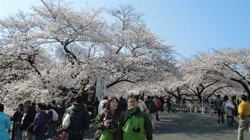  Sổ tay du lịch so tay du lich Sotaydulich Sotay Dulich Khampha Kham Pha Bui Tokyo mua hoa anh dao