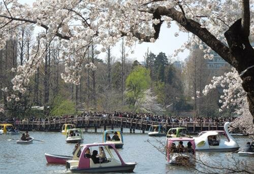  Sổ tay du lịch so tay du lich Sotaydulich Sotay Dulich Khampha Kham Pha Bui Tokyo mua hoa anh dao