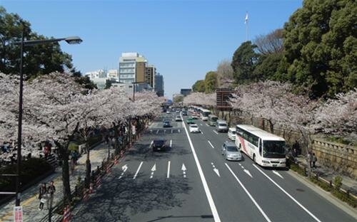 Sổ tay du lịch so tay du lich Sotaydulich Sotay Dulich Khampha Kham Pha Bui Tokyo mua hoa anh dao