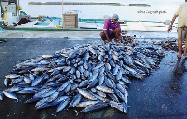 Sổ tay du lịch so tay du lich Sotaydulich Sotay Dulich Khampha Kham Pha Bui Danh bat ca ngu tren quan dao Maldives