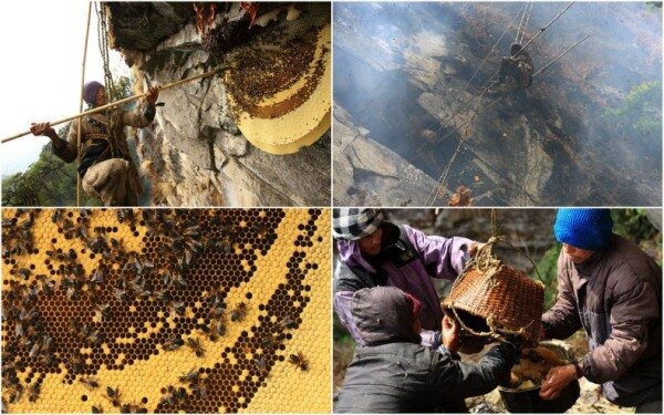 Sổ tay du lịch so tay du lich Sotaydulich Sotay Dulich Khampha Kham Pha Bui San mat ong o Nepal
