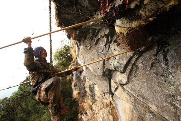 Sổ tay du lịch so tay du lich Sotaydulich Sotay Dulich Khampha Kham Pha Bui San mat ong o Nepal
