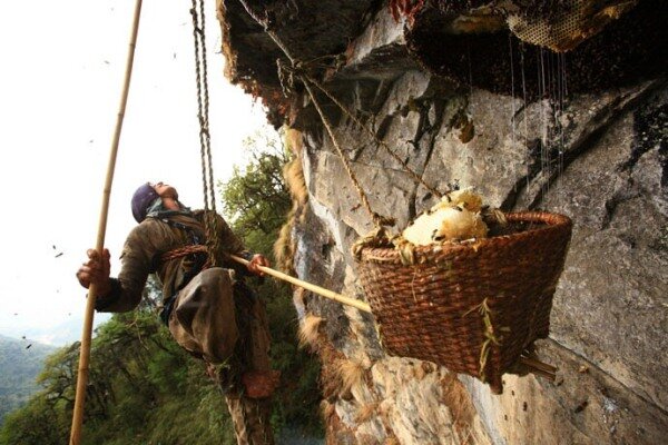 Sổ tay du lịch so tay du lich Sotaydulich Sotay Dulich Khampha Kham Pha Bui San mat ong o Nepal