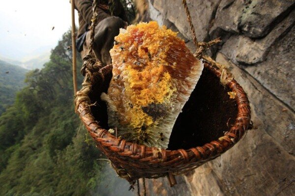 Sổ tay du lịch so tay du lich Sotaydulich Sotay Dulich Khampha Kham Pha Bui San mat ong o Nepal
