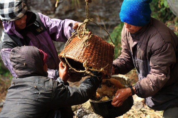 Sổ tay du lịch so tay du lich Sotaydulich Sotay Dulich Khampha Kham Pha Bui San mat ong o Nepal
