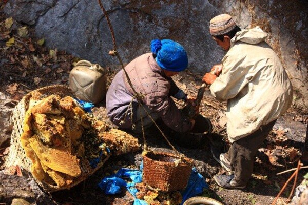 Sổ tay du lịch so tay du lich Sotaydulich Sotay Dulich Khampha Kham Pha Bui San mat ong o Nepal