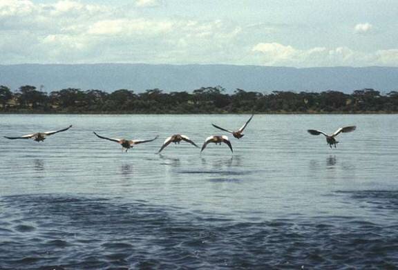 Sổ tay du lịch so tay du lich Sotaydulich Sotay Dulich Khampha Kham Pha Bui Du ngoan Naivasha hoang da