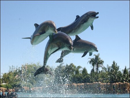 Sổ tay du lịch so tay du lich Sotaydulich Sotay Dulich Khampha Kham Pha Bui Ngam ca heo o Dolphine Cove o Jamaica