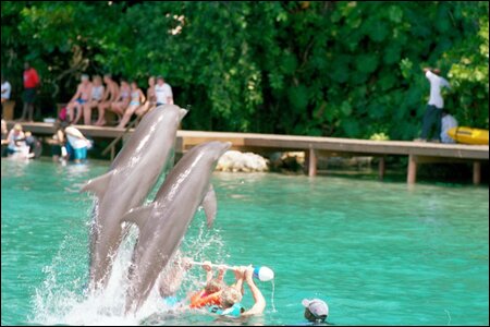 Sổ tay du lịch so tay du lich Sotaydulich Sotay Dulich Khampha Kham Pha Bui Ngam ca heo o Dolphine Cove o Jamaica