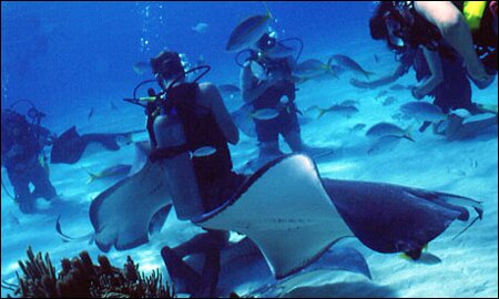 Sổ tay du lịch so tay du lich Sotaydulich Sotay Dulich Khampha Kham Pha Bui Ngam ca heo o Dolphine Cove o Jamaica