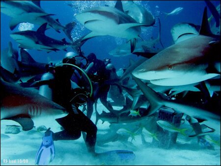 Sổ tay du lịch so tay du lich Sotaydulich Sotay Dulich Khampha Kham Pha Bui Ngam ca heo o Dolphine Cove o Jamaica
