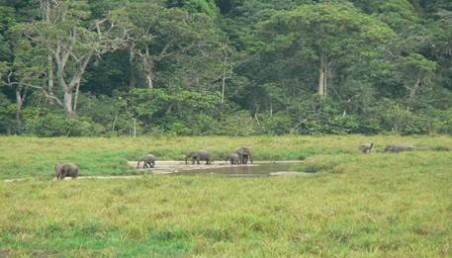 Sổ tay du lịch so tay du lich Sotaydulich Sotay Dulich Khampha Kham Pha Bui Gabon vuon dia dang cua chau Phi
