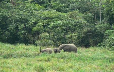 Sổ tay du lịch so tay du lich Sotaydulich Sotay Dulich Khampha Kham Pha Bui Gabon vuon dia dang cua chau Phi