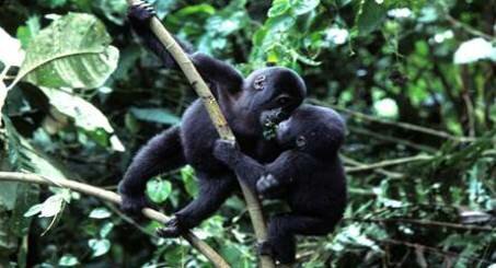 Sổ tay du lịch so tay du lich Sotaydulich Sotay Dulich Khampha Kham Pha Bui Gabon vuon dia dang cua chau Phi