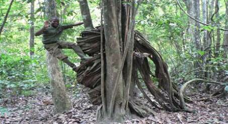 Sổ tay du lịch so tay du lich Sotaydulich Sotay Dulich Khampha Kham Pha Bui Gabon vuon dia dang cua chau Phi