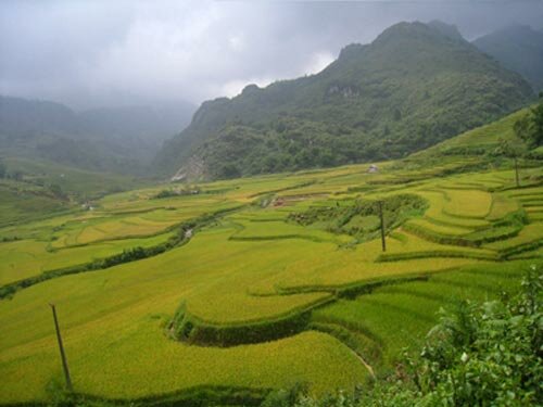 Sotaydulich Sotay Dulich Khampha Kham Pha Bui Vang uom sa pa