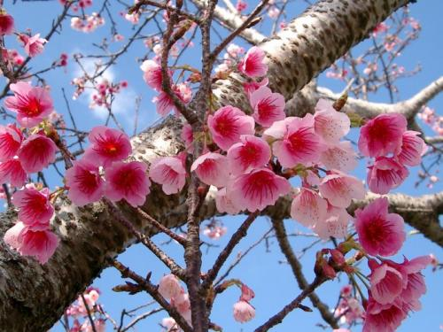 Sotaydulich Sotay Dulich Khampha Kham Pha Bui Ba Na sap co hoa anh dao Nhat Ban