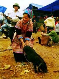 Sotaydulich Sotay Dulich Khampha Kham Pha Bui Sa Pa Cho Bac Ha