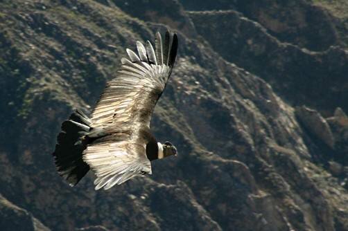 Sotaydulich Sotay Dulich Khampha Kham Pha Bui Colca Canyon hem nui sau nhat the gioi
