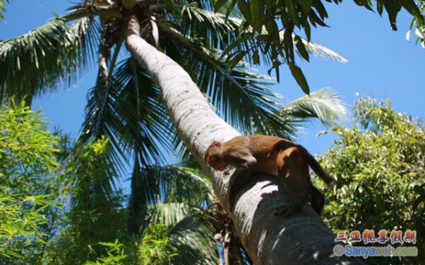 Sổ tay du lịch so tay du lich Sotaydulich Sotay Dulich Khampha Kham Pha Bui Tam A Hawaii cua Trung Quoc