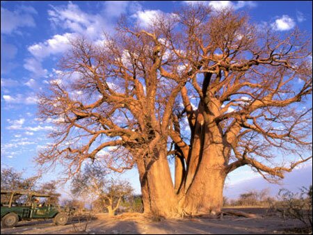 Sổ tay du lịch so tay du lich Sotaydulich Sotay Dulich Khampha Kham Pha Bui Okavango diem du lich hoang da cua Botswana