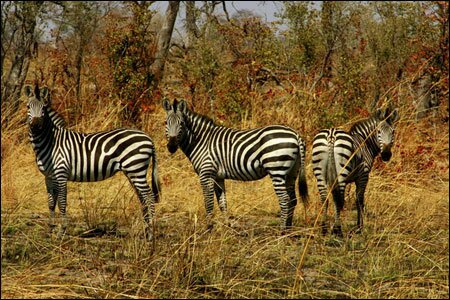 Sổ tay du lịch so tay du lich Sotaydulich Sotay Dulich Khampha Kham Pha Bui Okavango diem du lich hoang da cua Botswana