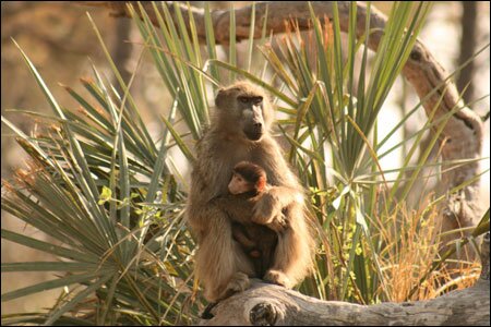 Sổ tay du lịch so tay du lich Sotaydulich Sotay Dulich Khampha Kham Pha Bui Okavango diem du lich hoang da cua Botswana