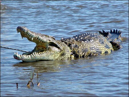 Sổ tay du lịch so tay du lich Sotaydulich Sotay Dulich Khampha Kham Pha Bui Okavango diem du lich hoang da cua Botswana