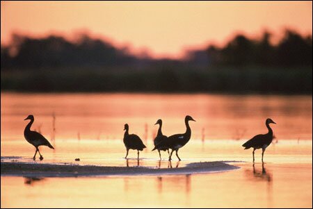 Sổ tay du lịch so tay du lich Sotaydulich Sotay Dulich Khampha Kham Pha Bui Okavango diem du lich hoang da cua Botswana