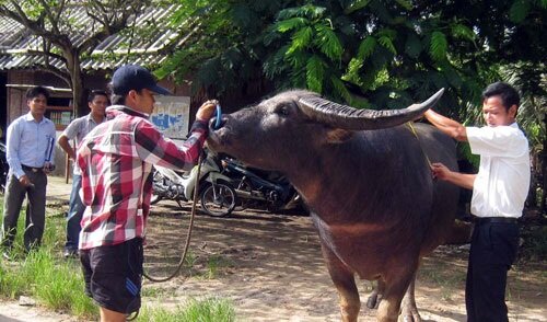 Sổ tay du lịch so tay du lich Sotaydulich Sotay Dulich Khampha Kham Pha Bui Le hoi choi trau 2012 