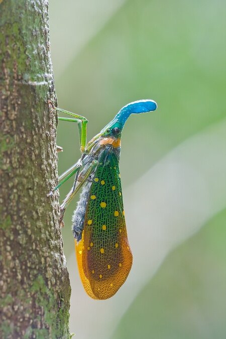 Sổ tay du lịch so tay du lich Sotaydulich Sotay Dulich Khampha Kham Pha Bui Buc anh the gioi dong vat an tuong tuan qua