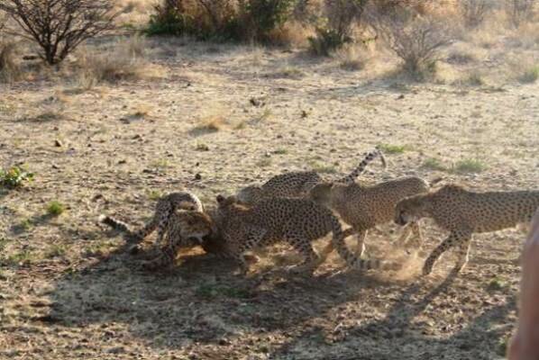  Sổ tay du lịch so tay du lich Sotaydulich Sotay Dulich Khampha Kham Pha Bui Cong vien Cheetah Thien duong cua loai Bao