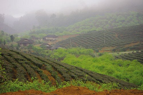 Sổ tay du lịch so tay du lich Sotaydulich Sotay Dulich Khampha Kham Pha Bui Mot sang tinh suong o Moc Chau