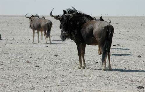 Sổ tay du lịch so tay du lich Sotaydulich Sotay Dulich Khampha Kham Pha Bui Etosha Saltpans Chao muoi khong lo cua the gioi 