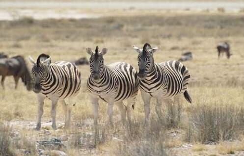 Sổ tay du lịch so tay du lich Sotaydulich Sotay Dulich Khampha Kham Pha Bui Etosha Saltpans Chao muoi khong lo cua the gioi 