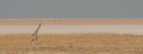 Sổ tay du lịch so tay du lich Sotaydulich Sotay Dulich Khampha Kham Pha Bui Etosha Saltpans Chao muoi khong lo cua the gioi 