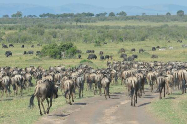 Sổ tay du lịch so tay du lich Sotaydulich Sotay Dulich Khampha Kham Pha Bui Maasai Mara va hiem hoa tu du lich