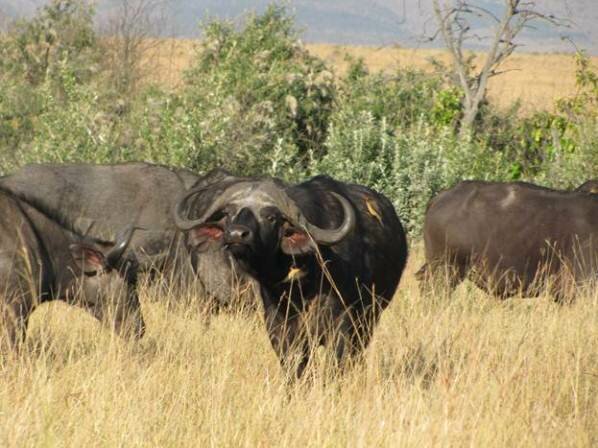 Sổ tay du lịch so tay du lich Sotaydulich Sotay Dulich Khampha Kham Pha Bui Maasai Mara va hiem hoa tu du lich