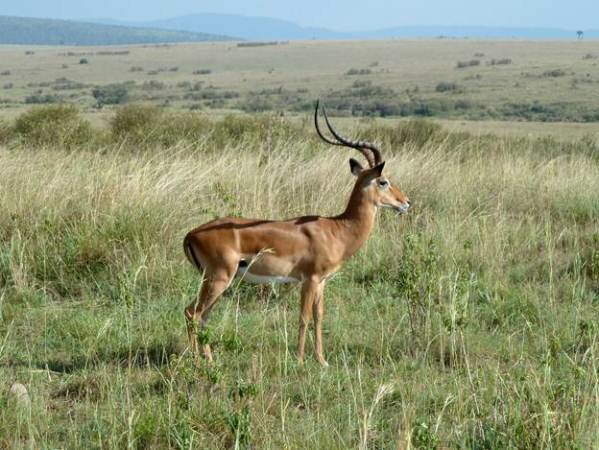 Sổ tay du lịch so tay du lich Sotaydulich Sotay Dulich Khampha Kham Pha Bui Maasai Mara va hiem hoa tu du lich