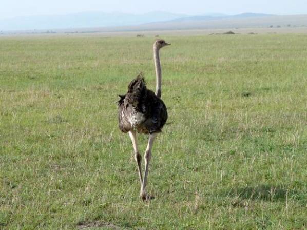 Sổ tay du lịch so tay du lich Sotaydulich Sotay Dulich Khampha Kham Pha Bui Maasai Mara va hiem hoa tu du lich