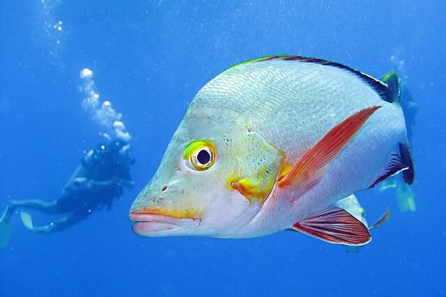 Sổ tay du lịch so tay du lich Sotaydulich Sotay Dulich Khampha Kham Pha Bui Bora Bora đã ra là không muốn về