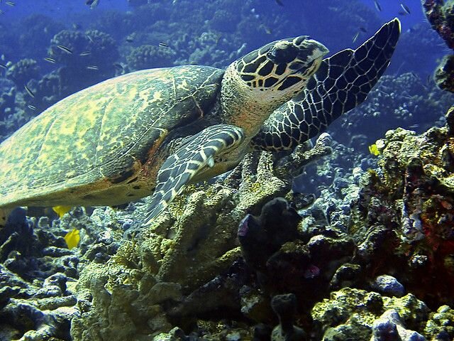 Sổ tay du lịch so tay du lich Sotaydulich Sotay Dulich Khampha Kham Pha Bui Bora Bora đã ra là không muốn về