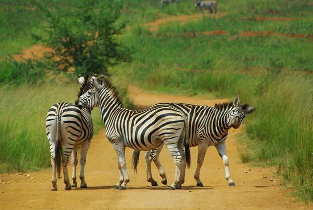 Sổ tay du lịch so tay du lich Sotaydulich Sotay Dulich Khampha Kham Pha Bui Mlilwane xứ sở thanh bình của Swaziland