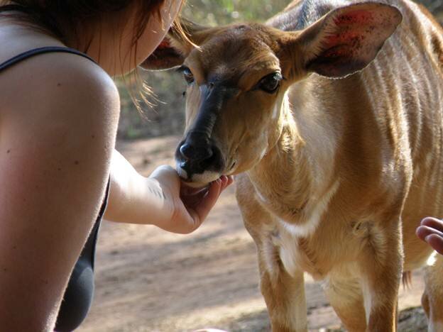 Sổ tay du lịch so tay du lich Sotaydulich Sotay Dulich Khampha Kham Pha Bui Mlilwane xứ sở thanh bình của Swaziland