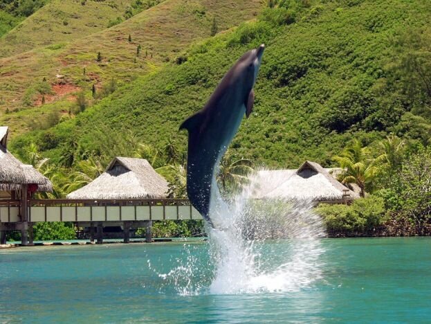 Sổ tay du lịch so tay du lich Sotaydulich Sotay Dulich Khampha Kham Pha Bui Moorea hướng đến một thiên đường