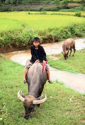 Sổ tay du lịch so tay du lich Sotaydulich Sotay Dulich Khampha Kham Pha Bui Rong ruổi trên những thửa ruộng bậc thang